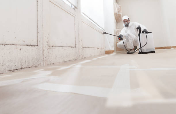 Black mold remediation team in Trenton